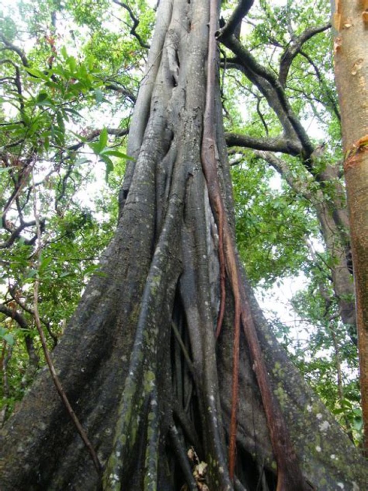 Ebony Tree