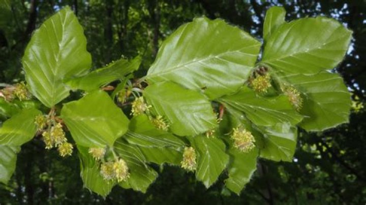 european beech