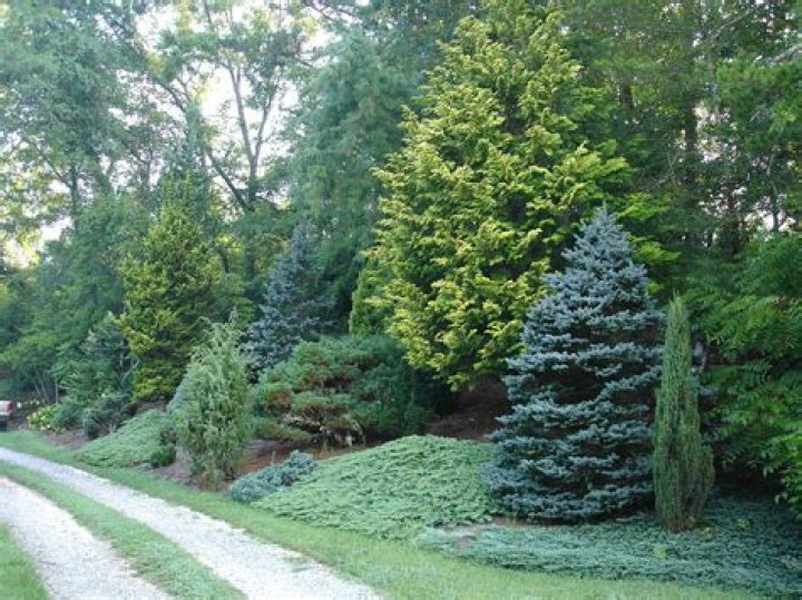 :evergreen_tree: :evergreen_tree: