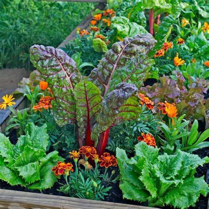 fall garden plants