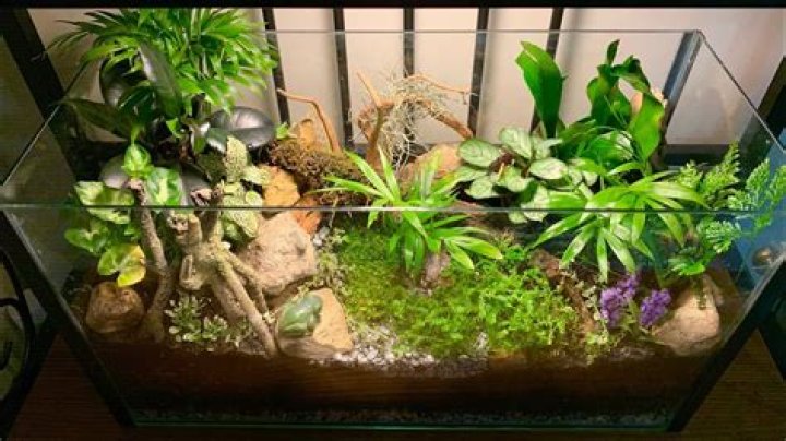 fish tank terrarium