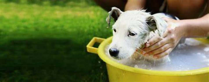 flea bath for dogs