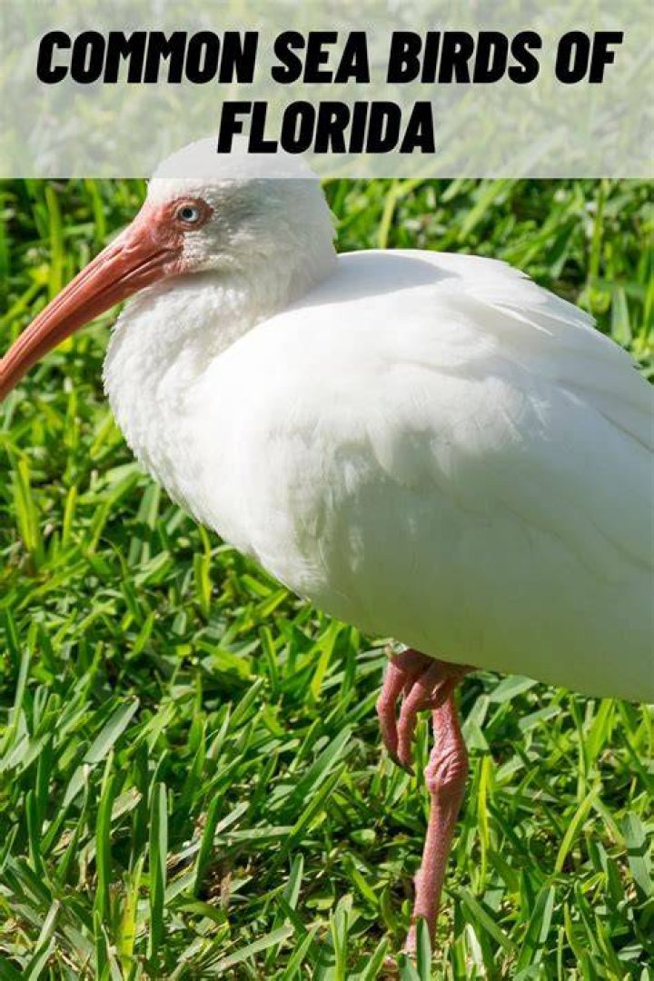florida seabirds