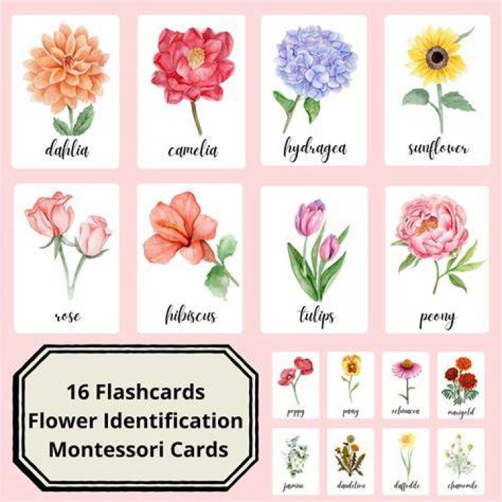 flower identifier