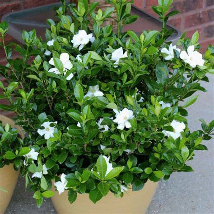 gardenias in pots