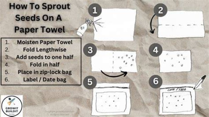 germinating seeds paper towel