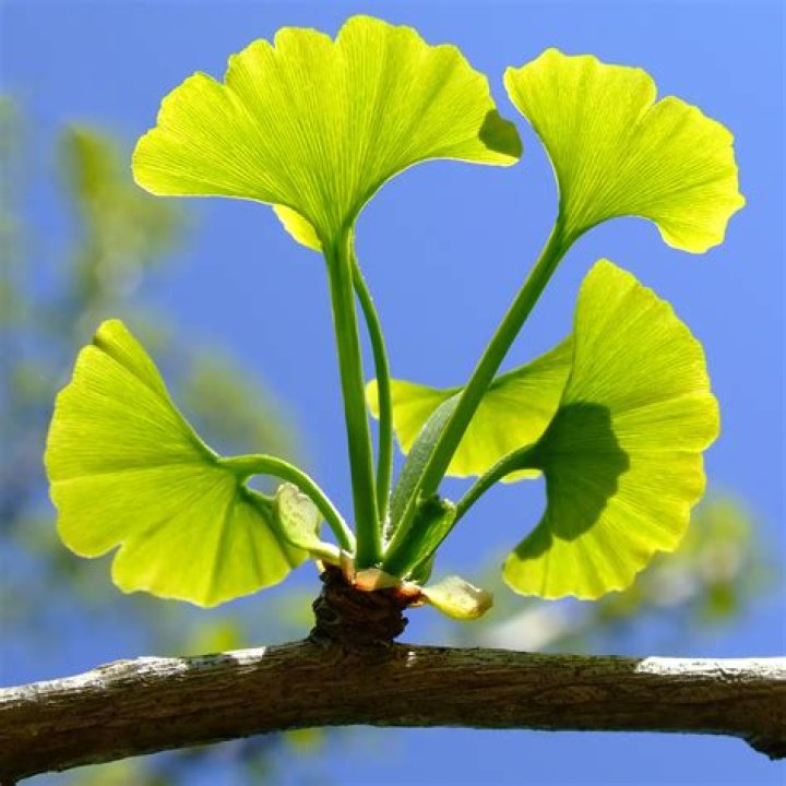 ginkgo plant