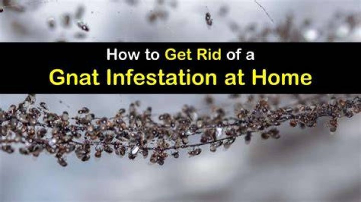 gnat infestation