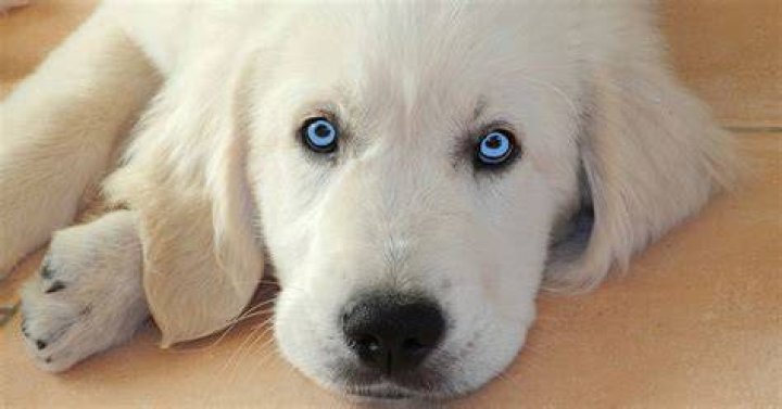 Golden Retriever With Blue eyes