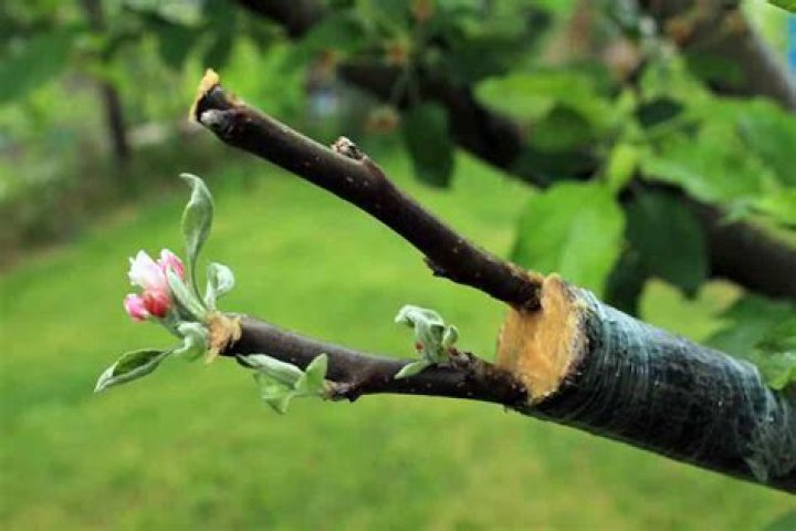 grafting apple trees