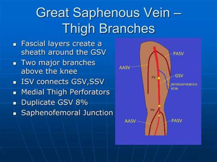 great saphenous vein