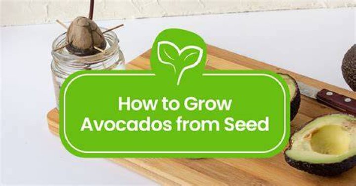 grow avocado from seed