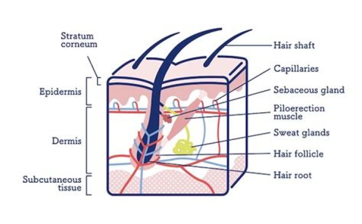 hair root
