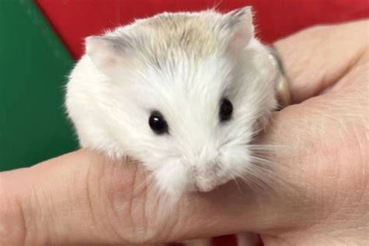 hamsters for adoption