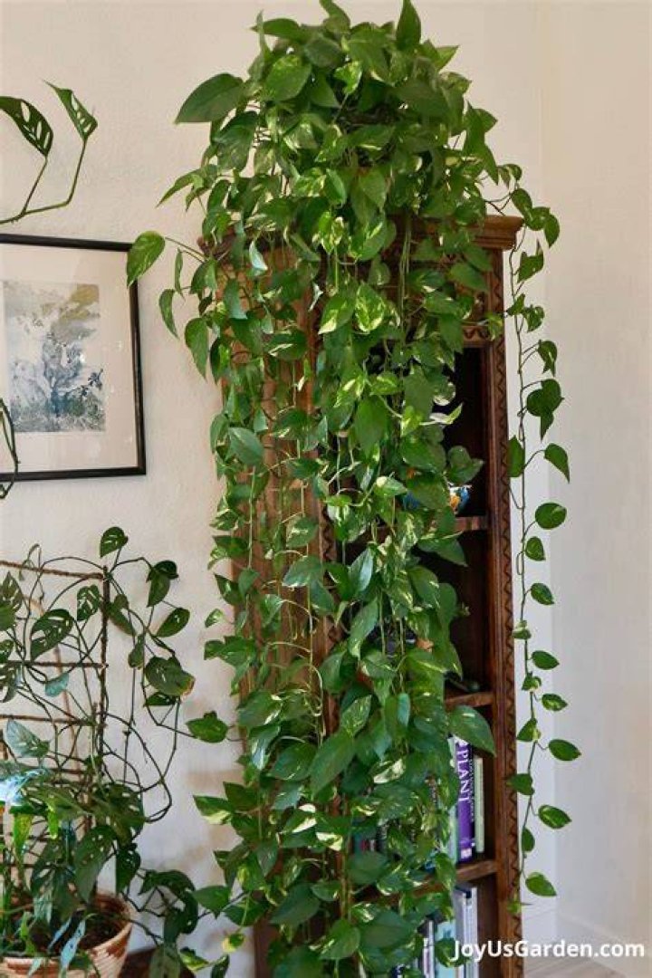 hanging pothos
