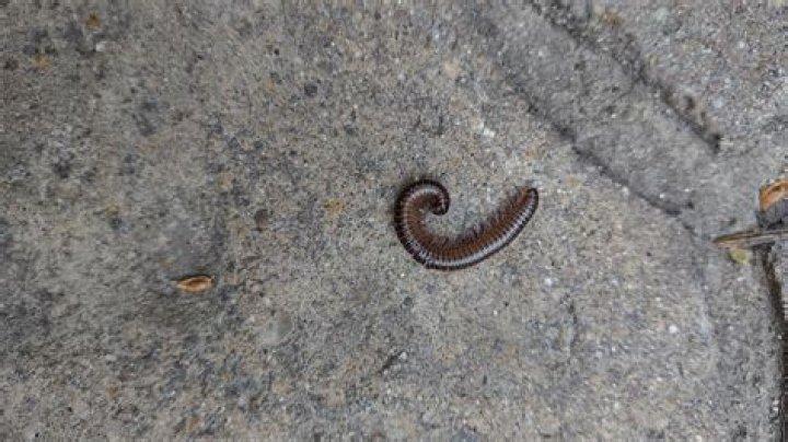 house worms