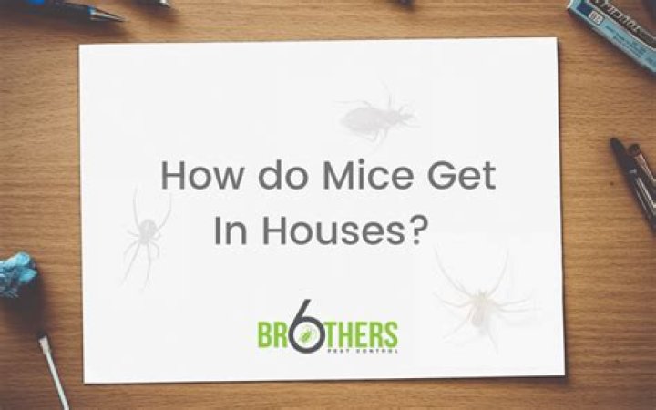 how do mice get in the house