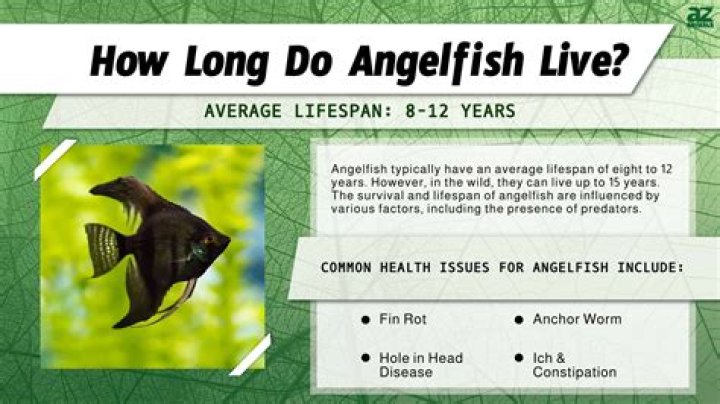 How Long Can A Fish Be Frozen Before It Dies