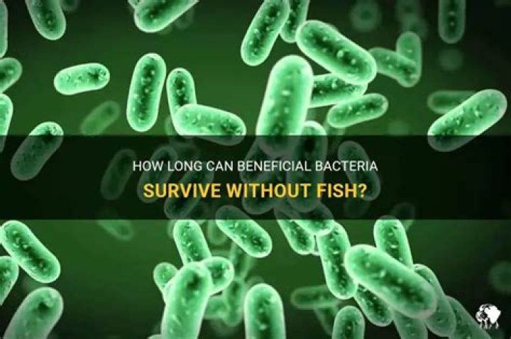 How Long Can Bacteria Live Without Fish