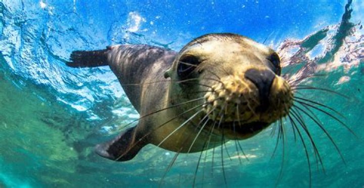 How Long Can Seals Be Underwater