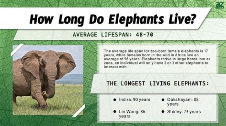 how long do elephants live