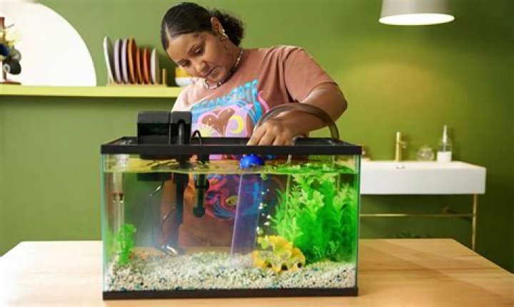 How Long Do Minnows Live In A Fish Tank