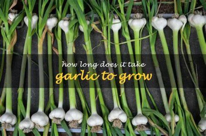 how long does garlic take to grow