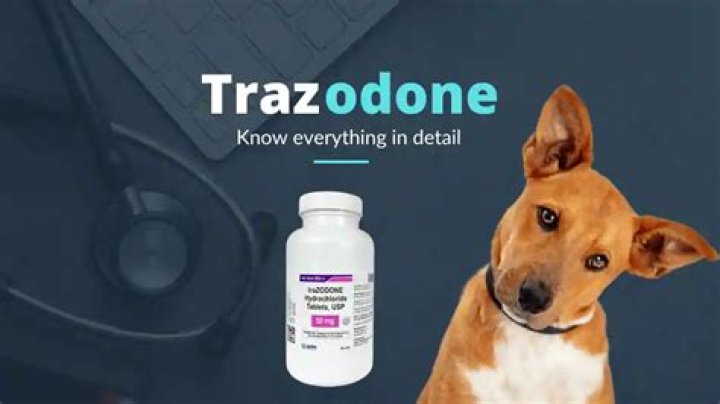 How Long Does Trazodone Stay In Dogs