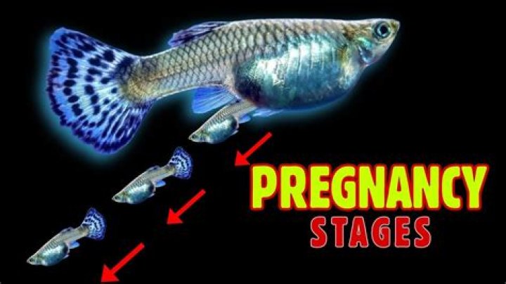 How Long Is Fish Pregnancy