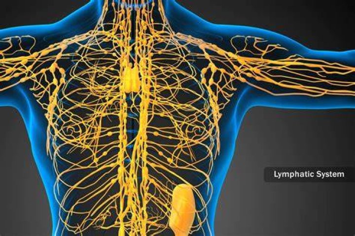 how many lymph nodes are in the human body