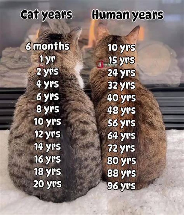 how many years is dental school