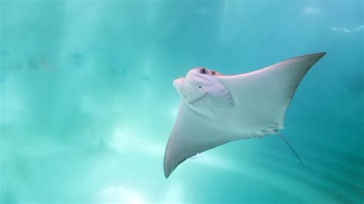 How Much Does A Stingray Fish Cost