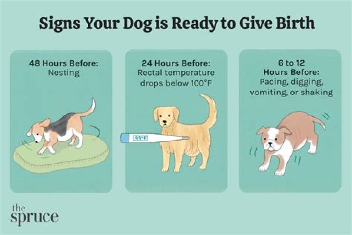 How Much Should A Dog Bleed After Giving Birth