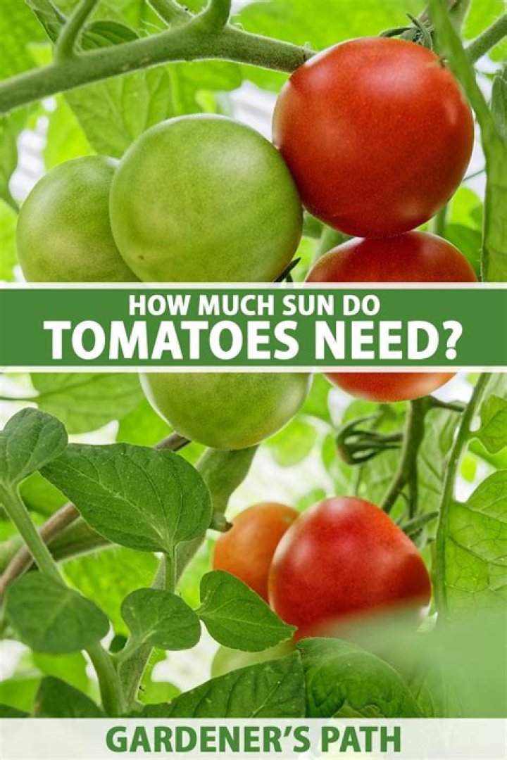 how much sun do tomatoes need