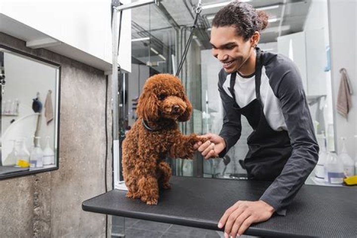 How Much To Tip Dog Groomer Nyc