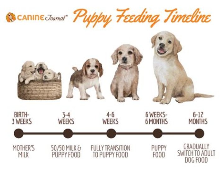 how to feed a puppy