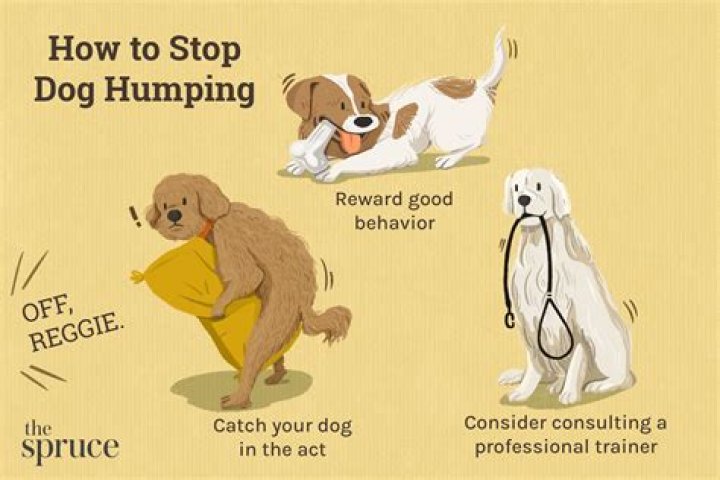 how to get a dog to eat