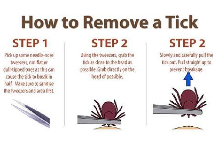 how to get a tick off a dog