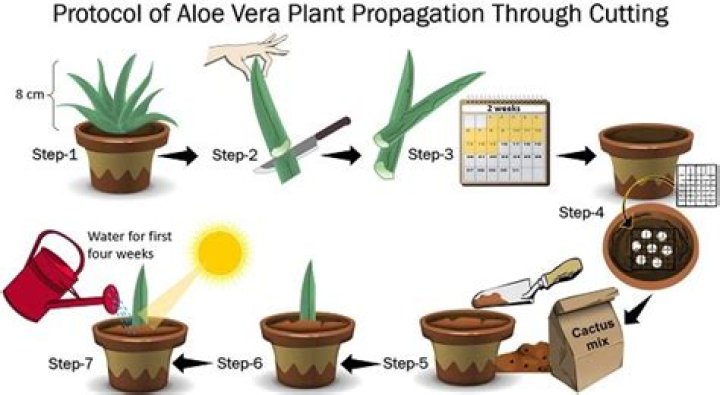 how to grow aloe vera from leaf