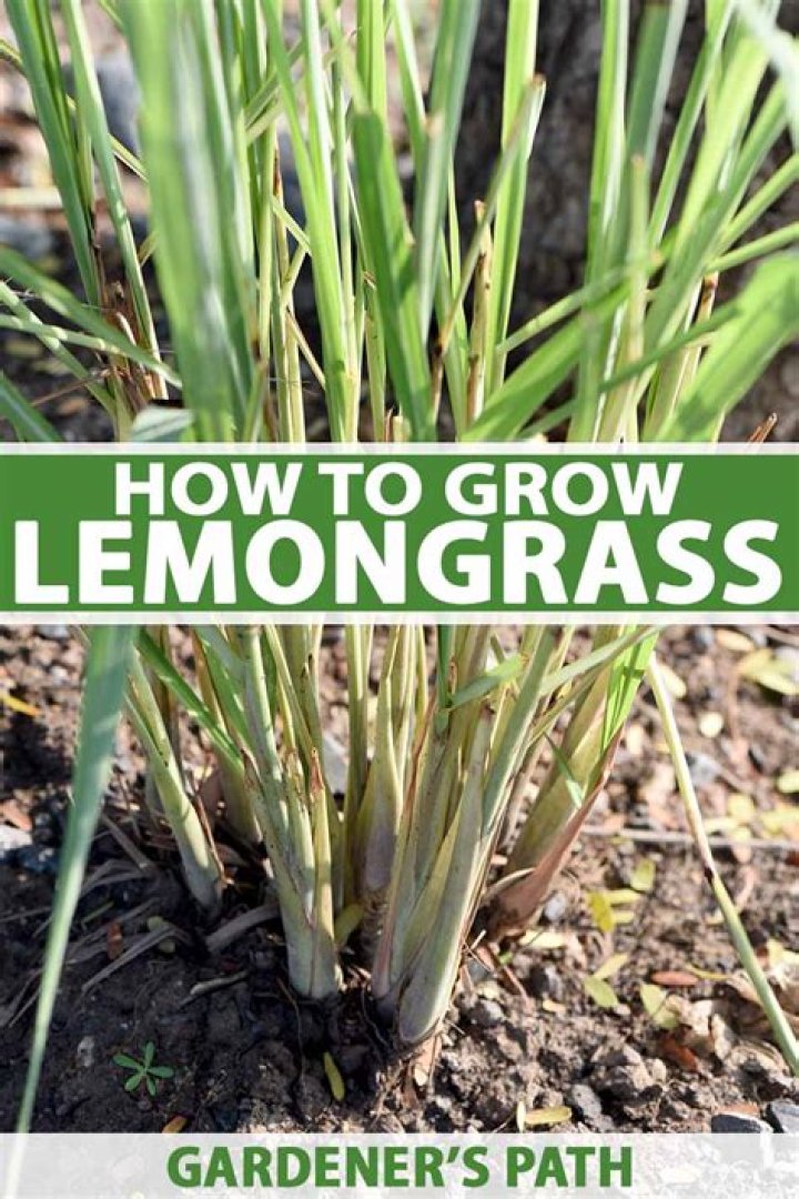 how to grow lemongrass