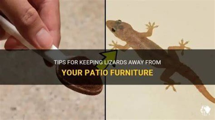 How To Keep Lizards Off Patio Furniture