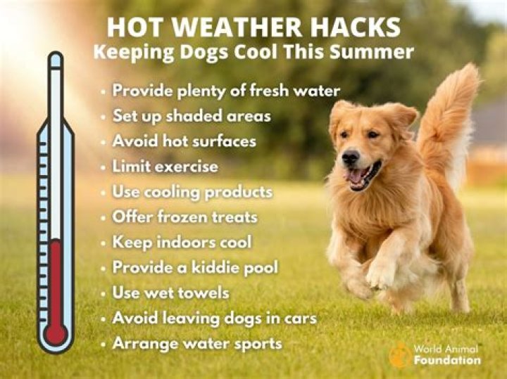 How to Keep Your Dogs from Going Astray How to Keep Your Dogs from Going Astray