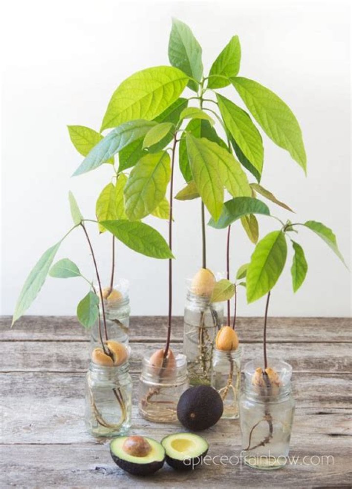 how to plant an avocado seed