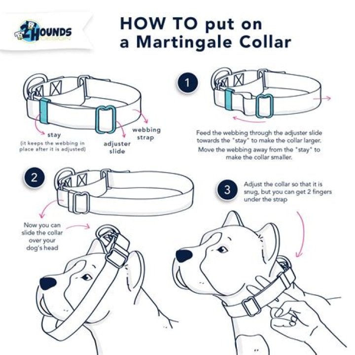 How To Put E Collar On Dog