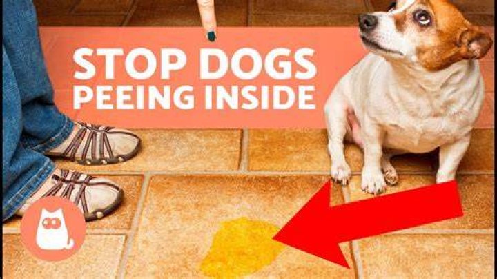How To Stop Dog Pee From The Baseboards