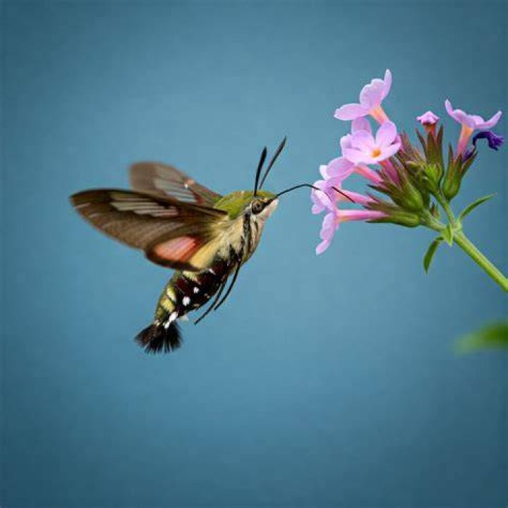 hummingbird butterfly