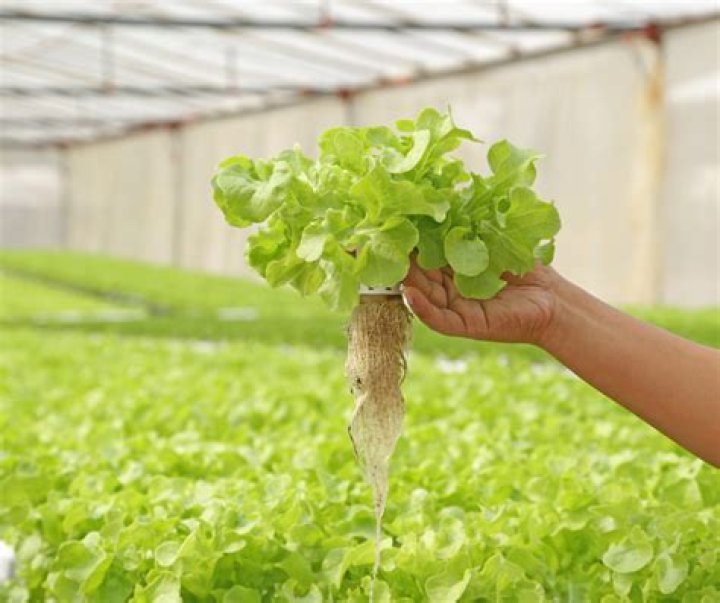 hydroponic lettuce