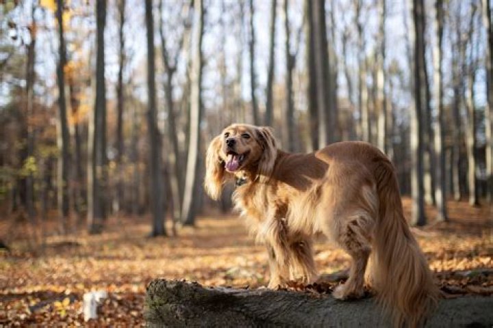 Image result for golden retriever with blue eyes