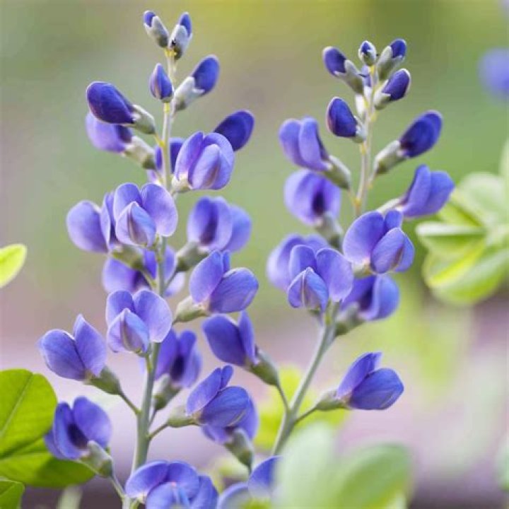 indigo flower