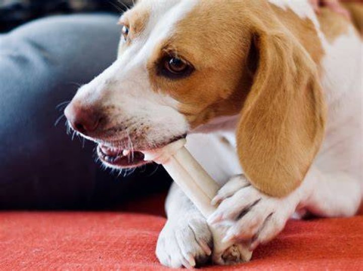 Is Moss Killer Bad For Dogs